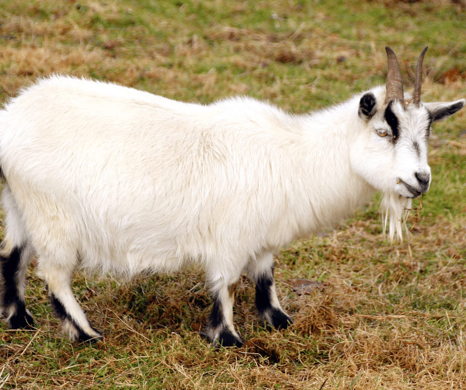 Pygmi Goat